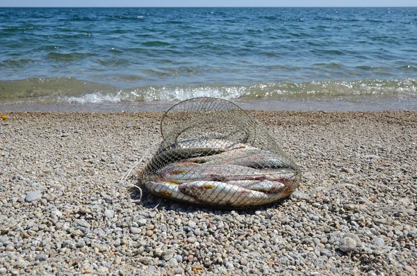 Fiske FISKSUMP på med fångst av Baikal harr på stranden nära vattnet — Stockfoto