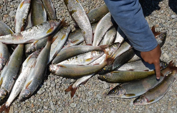 贝加尔湖灰灵的捕获。鹅卵石海岸上独特美味的鱼 — 图库照片