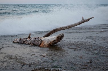Dalgalar tarafından yıkanmış sudan kuru dalgaların karaya attığı odun. Deniz Baykal, Sukhaya Bay. Uzun pozlama