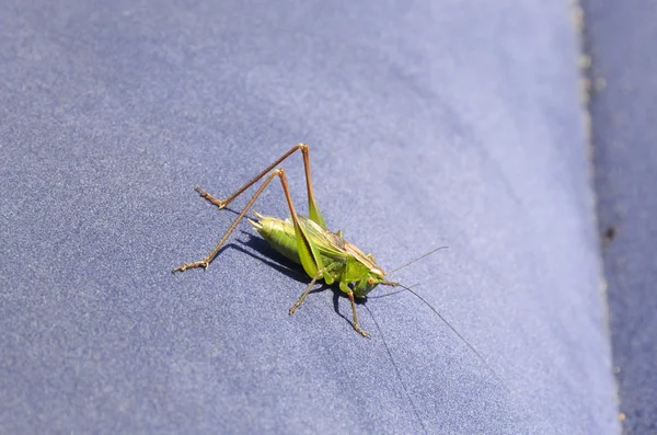 Saltamontes verdes - lat. chorthippus, primer plano en un colchón de aire azul en un día soleado — Foto de Stock