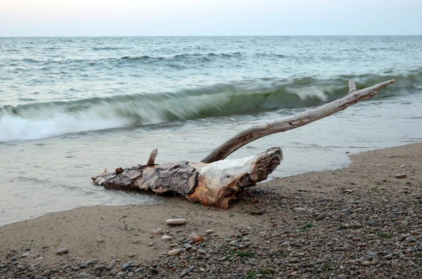 Dry driftwood fora da água lavada pelas ondas. Lago Baikal, Sukhaya Bay. Exposição longa — Fotografia de Stock