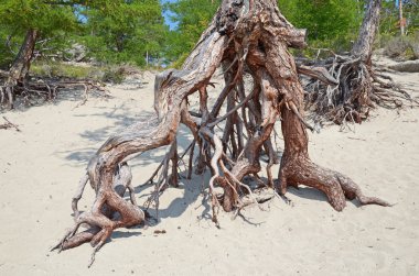 Ağaçlar Sandy Bay üzerinde Baykal Gölü kıyısında yürüyüş Famous.