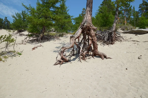 Famosi alberi a piedi nella baia di Sandy sulla costa del lago Baikal . — Foto Stock