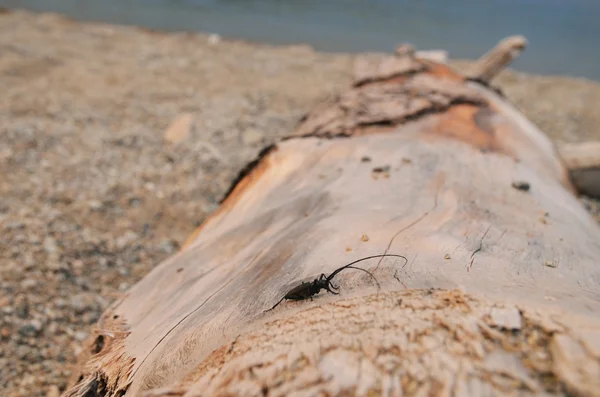 Beetle-barbel on trunk of dry larch on the shore of Lake Baikal in the evening sun light. Close-up — Stock Photo, Image