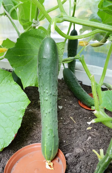 Cucumbers matured in a greenhouse — Stock Photo, Image