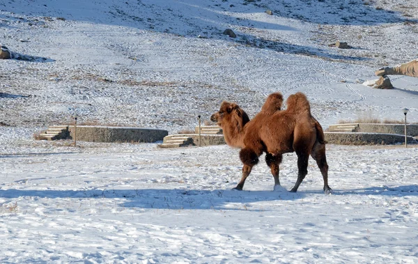 Καμήλα βακτριανό στο χιονισμένο μογγολική στέπα — Φωτογραφία Αρχείου