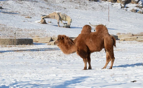 Dinosaur Valley en el Parque Nacional Terelj. Mongolia —  Fotos de Stock