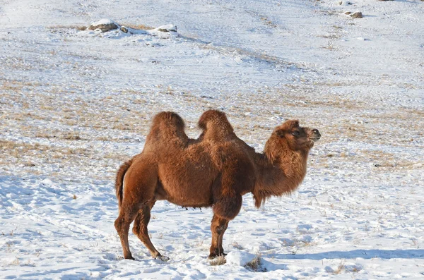 Camello bactriano en estepa mongoliana nevada —  Fotos de Stock