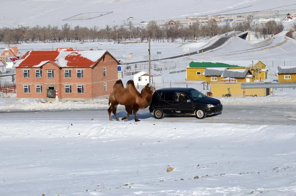 Central Aimag, Mongolia-Dec, 03 2015: Camel is on a leash with the car in Terelj National Park — стоковое фото