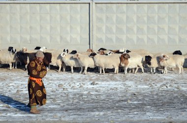 Ulan Batur, Moğolistan - 03 Aralık 2015: Moğol adam Ulusal elbise ve kışın bir çit koyun sürüsü
