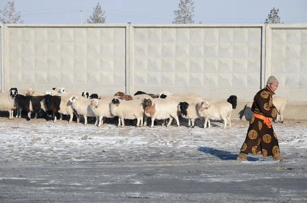 Ulánbátar, Mongolsko - Dec, 03 2015: Mongolské muž v národních krojích a stádo ovcí na plot v zimě — Stock fotografie