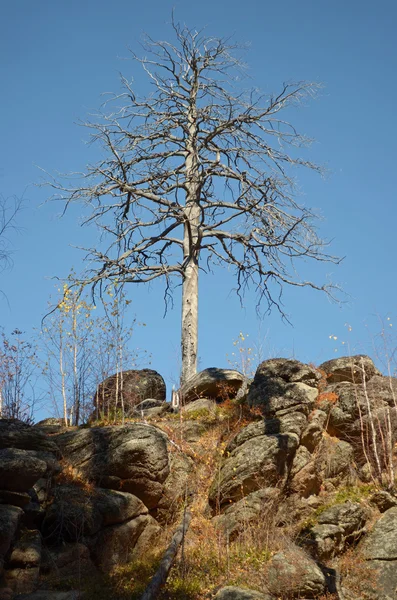 Suchý modřín na skalách proti modré obloze — Stock fotografie