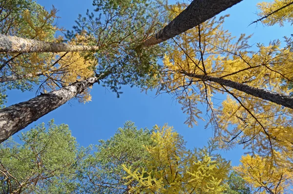 Gele herfst bomen tegen de blauwe hemel — Stockfoto