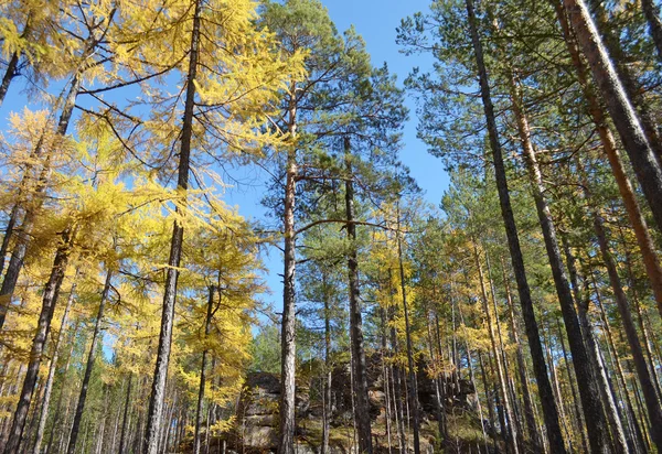 Gelbe Herbstbäume gegen den blauen Himmel — Stockfoto