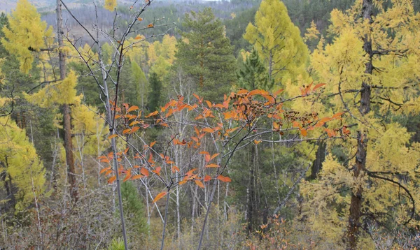 Blick von oben auf bunte Herbstwälder — Stockfoto