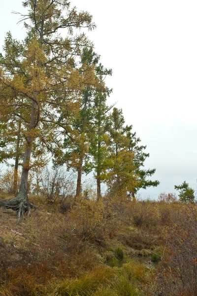 Herbst in Sibirien — Stockfoto