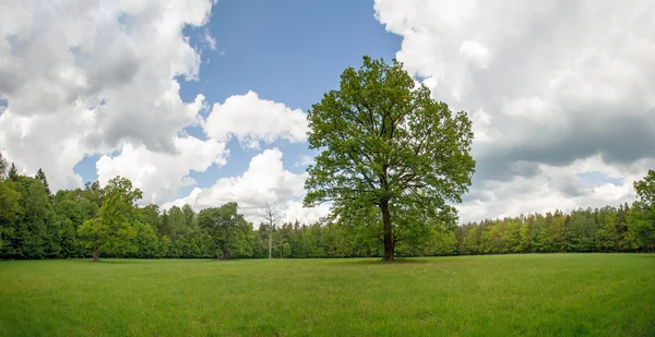 Floresta verde de verão — Fotografia de Stock