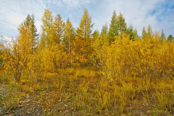 Paisagem outono amarelo — Fotografia de Stock