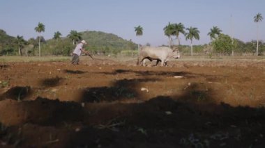 4-man çiftçi sert öküz ile toprak çiftçilik çalışma