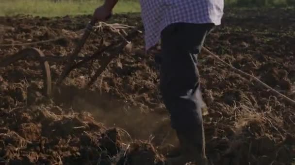 Фермер из 3 человек культивирует землю, вспахивая почву быком — стоковое видео
