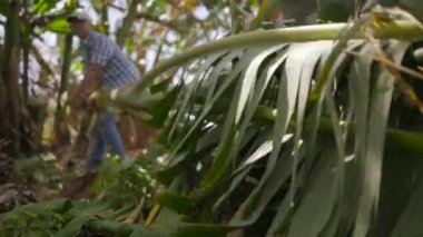 Muz Platano Ağaç kesme ve traktör üzerinde hareket 20-men çiftçiler
