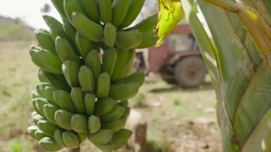 21-muz Platano ağacı ve erkekler çiftçiler traktör