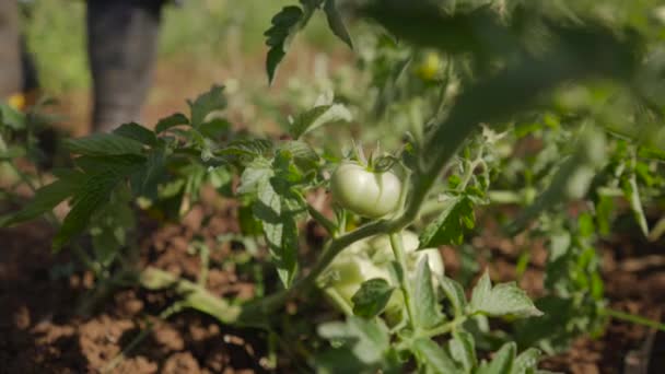 10-boer examencommissie bladeren van tomaten planten zoeken Bugs — Stockvideo