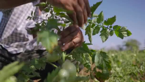 11-Man pomodori agricoli guarda per insetti sulle foglie — Video Stock