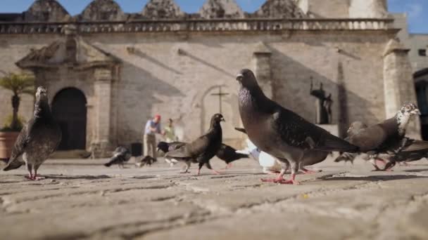 4dědeček a vnuk chlapec běží holubi létající Slowmotion — Stock video