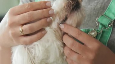 3-kız muayene diş diş hijyeni evcil köpek