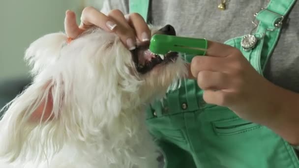 Dueño de 6 perros Limpieza de dientes de mascotas con cepillo de dientes Pasta de dientes — Vídeo de stock