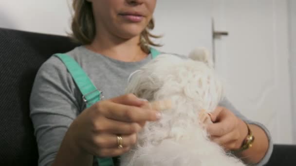 Femme appliquant un collier anti-puces au chien — Video