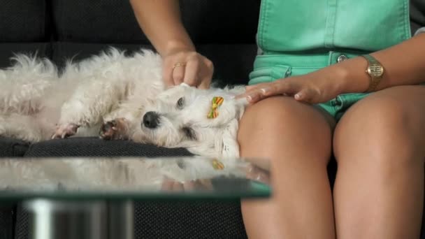 Woman cleaning ear of dog — Stock Video