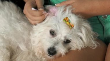 Köpek kadın temizlik kulak