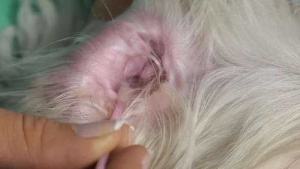 Женщина чистит ухо собаке — стоковое видео