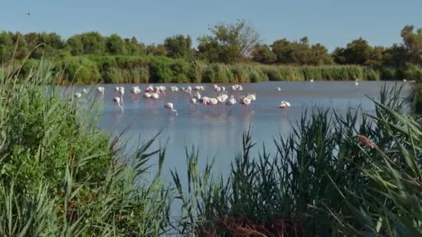 Roze flamingo's In Camargue Frankrijk wilde vogels In de vijver Water — Stockvideo