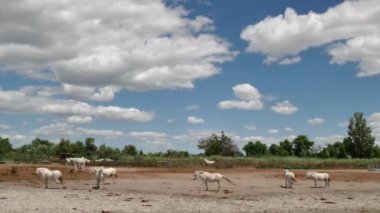 Beyaz at ahır evcil hayvan çiftliğindeki Fransa içinde