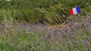 Rüzgarda uçan Fransa Fransız bayrağı lavanta alanında