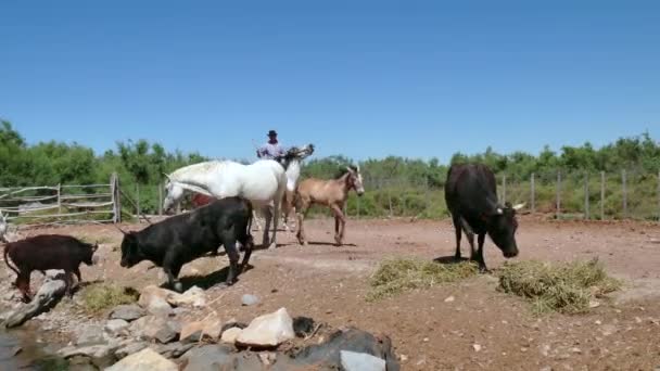 Kovboj zvířat Herder muž tendenci dobytka na ranči ve Francii — Stock video