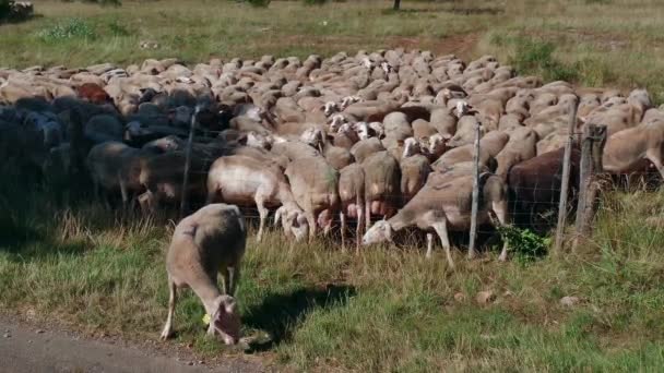 Gårdens djur betar i Ranch Flock av får äta gräs — Stockvideo