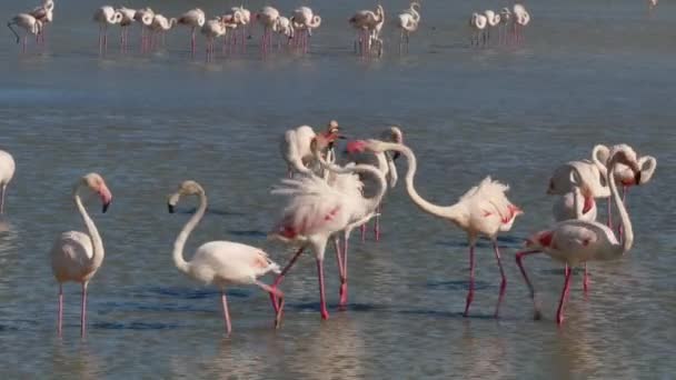 Aves selvagens na lagoa de água Flamingos cor-de-rosa em Camargue França — Vídeo de Stock