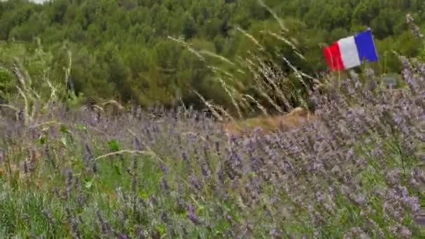 Lavendelfeld in Frankreich Französische Flagge weht im Wind — Stockvideo