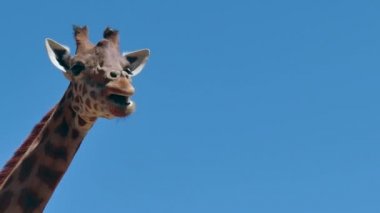 Zürafa Afrika yaban hayatı vahşi hayvan Zoo hayvanat bahçeleri içinde