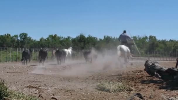 Hombre vaquero animal pastor tendiendo ganado en rancho en Francia — Vídeos de Stock