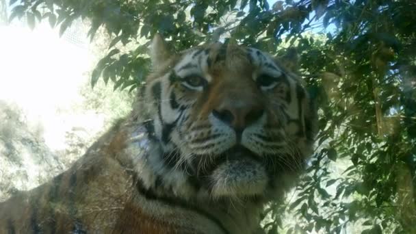 Animais selvagens tigre em jardins zoológicos zoológicos — Vídeo de Stock