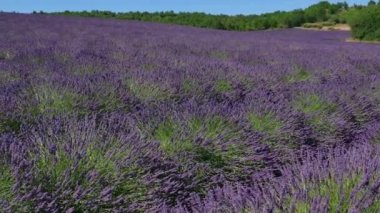 Güzel çiçekler çiçek Blossom lavanta alan Provence Fransa