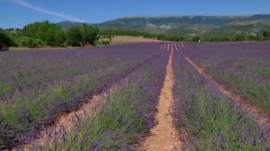 Kırsal yaz manzara doğa lavanta alan Provence Fransa