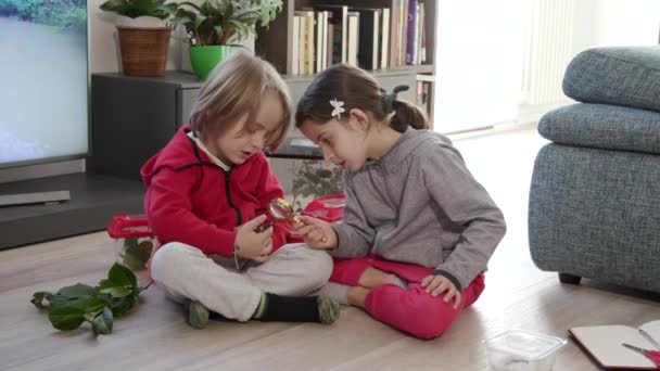 Happy Kids Handling Stick Insect Walking Stick Pet Home Little — Vídeos de Stock