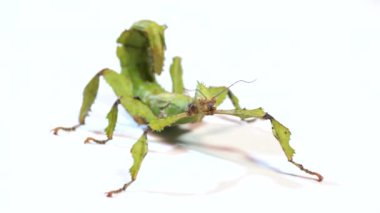 Extatosoma tiaratum 'dan yetişkin bir kadının stüdyo fotoğrafı. Yaygın olarak dikenli yaprak böceği, Macleay' in tayfı ya da Avustralya bastonu olarak bilinir. Hayvan, beyaz arkaplanda fazmid.