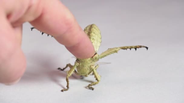 Human Finger Disturbing Young Female Heteropteryx Dilatata Alert Commonly Known — Stock Video